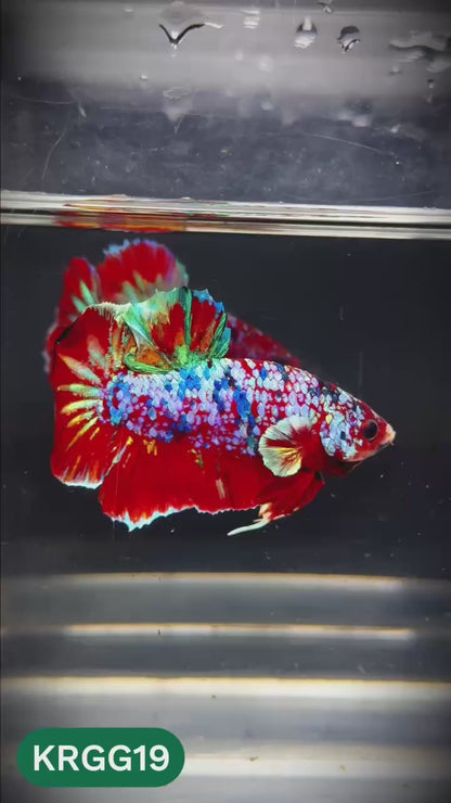Golden Star Dust Galaxy Plakat Male Betta Fish | Super Rare | You Pick Fish