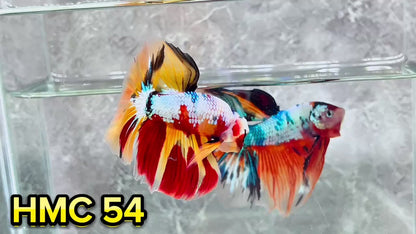 Multicolor Halfmoon Male Betta Fish | High Grade | Order Directly From Farm|  You Pick Fish |