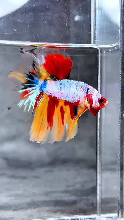 Multicolor Halfmoon Male Betta Fish | High Grade | Order Directly From Farm |  You Pick Fish |