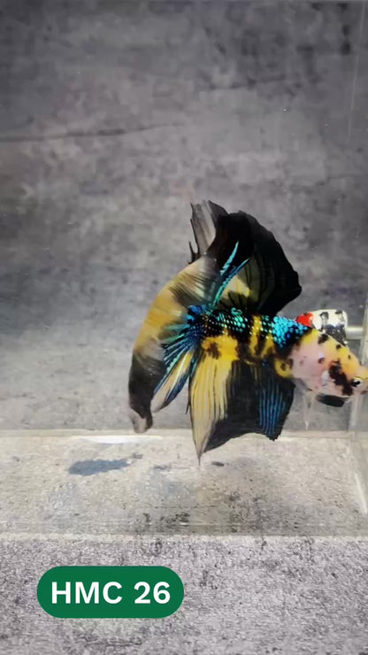 Multicolor Halfmoon Male Betta Fish | High Grade | Order Directly From Farm |  You Pick Fish |