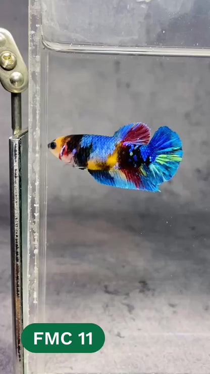Multicolor Female Betta Fish | You Pick Fish | High Grade