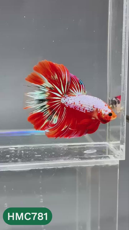 Nemo Halfmoon Male Betta Fish | Order Directly From Farm | You Pick Fish