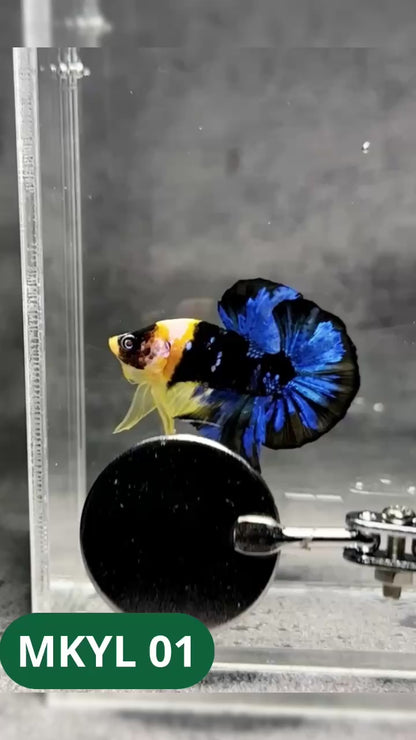 Koi Yellow Plakat Male Betta Fish | Show Grade | You Pick Fish
