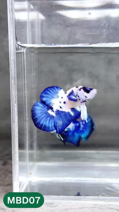 Blue Marble Dot Plakat Male Betta Fish | You Pick Fish