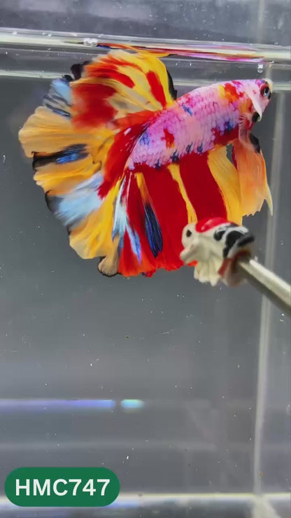 Multicolor Halfmoon Male Betta Fish | High Grade | Order Directly From Farm |  You Pick Fish |