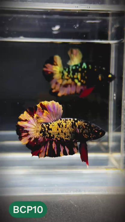 Black Panther Plakat Male Betta Fish | You Pick Fish | Rare Betta