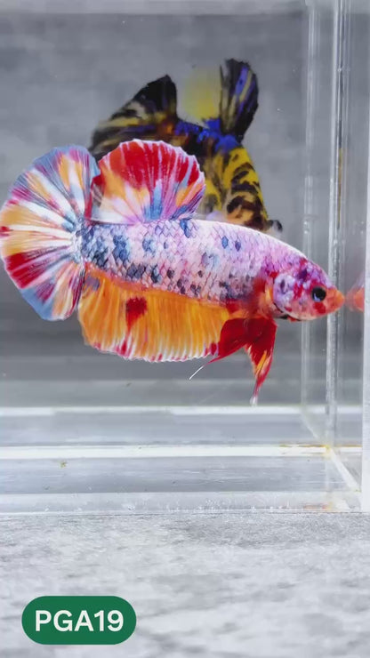 King Giant Plakat Male Betta Fish | You Pick Fish | High Grade