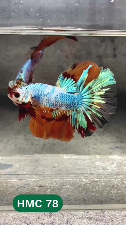 Multicolor Halfmoon Male Betta Fish | High Grade | Order Directly From Farm |  You Pick Fish |