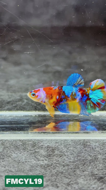 Multicolor Yellow Base Female Betta Fish | You Pick Fish  | High Grade