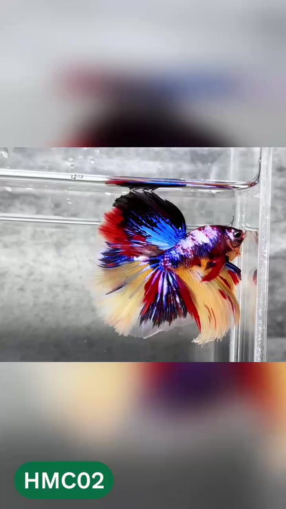 Multicolor Halfmoon Male Betta Fish | High Grade | Order Directly From Farm |  You Pick Fish |