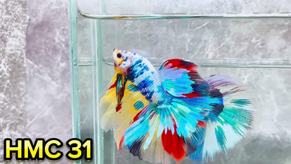 Multicolor Halfmoon Male Betta Fish | High Grade | Order Directly From Farm|  You Pick Fish |