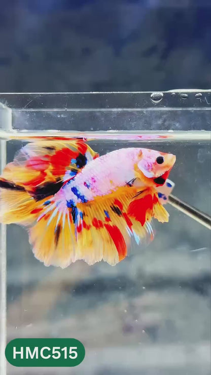 Nemo Halfmoon Male Betta Fish | Order Directly From Farm | You Pick Fish