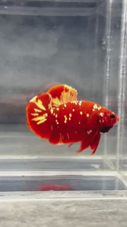 Golden Star Dust Galaxy Plakat Male Betta Fish | Super Rare | You Pick Fish