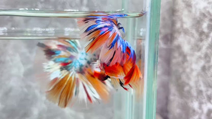 Multicolor Halfmoon Male Betta Fish | High Grade | Order Directly From Farm|  You Pick Fish |