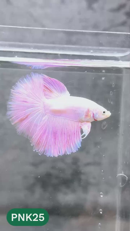 Pink Halfmoon Male Betta Fish | You Pick Fish | Order Directly From Farm