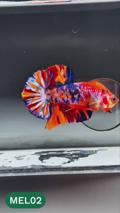 Multicolor Metallic Plakat Male Betta Fish | You Pick Fish | Exclusive Grade