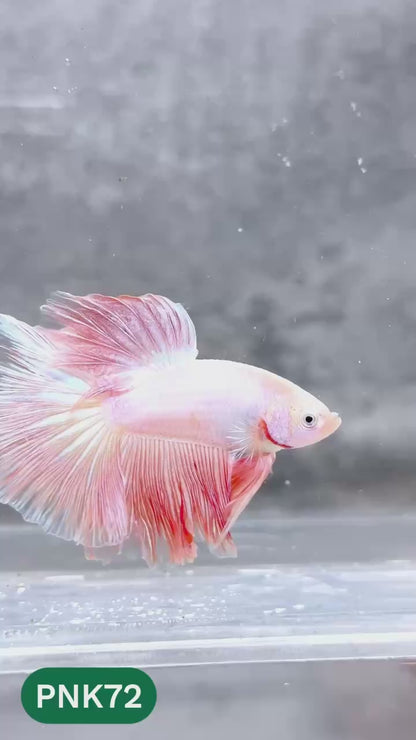 Pink Halfmoon Male Betta Fish | You Pick Fish | Order Directly From Farm