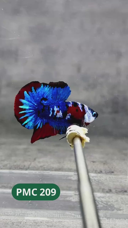 Multicolor Plakat Male Betta Fish |Show Grade|  You Pick Fish