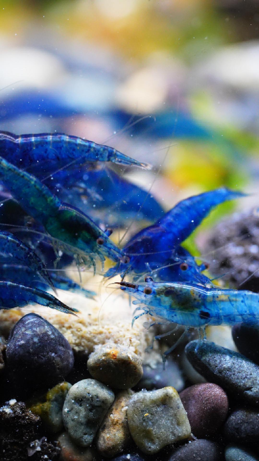 Blue Dream Neocaridina Shrimp