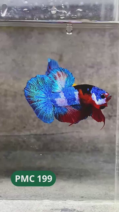 Multicolor Plakat Male Betta Fish |Show Grade|  You Pick Fish