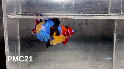 Multicolor Plakat Male Betta Fish |Show Grade|  You Pick Fish