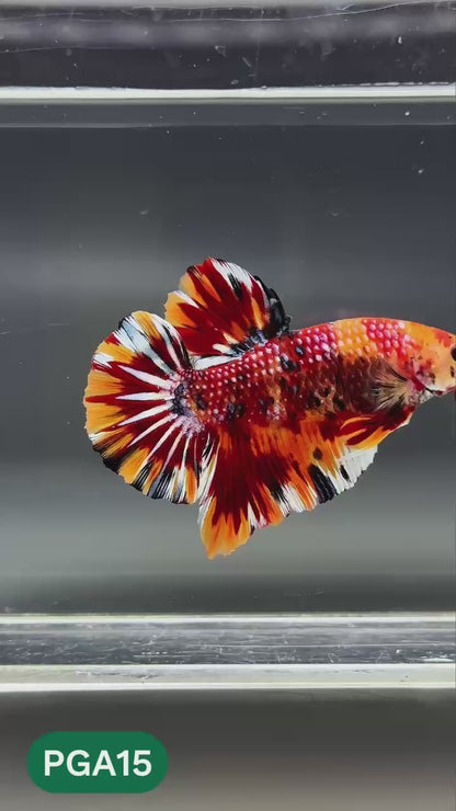 King Giant Plakat Male Betta Fish | You Pick Fish | High Grade