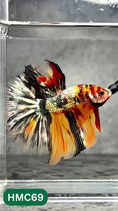 Multicolor Halfmoon Male Betta Fish | Order Directly From Farm | You Pick Fish