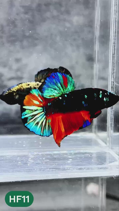 Dark Flame Hellfire Plakat Male Betta Fish | You Pick Fish | Rare Betta