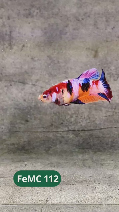 Multicolor Female Betta Fish | You Pick Fish | High Grade