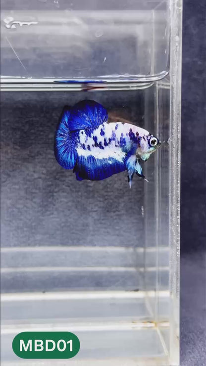 Blue Marble Dot Plakat Male Betta Fish | You Pick Fish