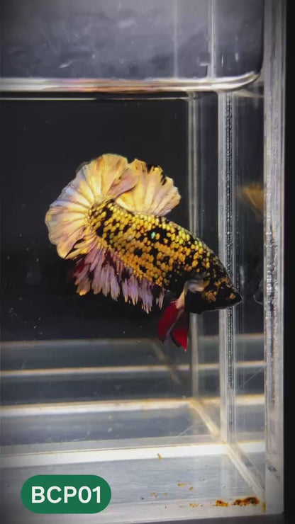 Black Panther Plakat Male Betta Fish | You Pick Fish | Rare Betta