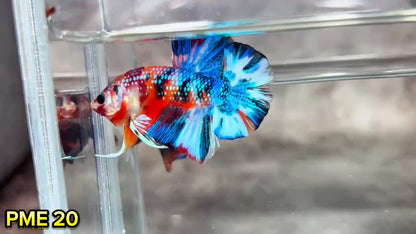Metallic Plakat Betta Fish | You Pick Betta | Show Grade
