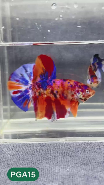 King Giant Plakat Male Betta Fish | You Pick Fish | High Grade