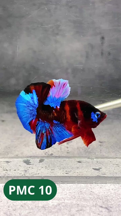 Multicolor Plakat Male Betta Fish |Show Grade|  You Pick Fish