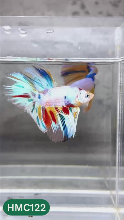 Multicolor Halfmoon Male Betta Fish | High Grade | Order Directly From Farm |  You Pick Fish |