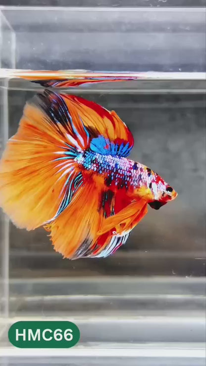 Nemo Halfmoon Male Betta Fish | Order Directly From Farm | You Pick Fish