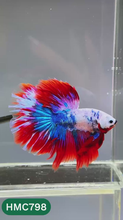 Nemo Halfmoon Male Betta Fish | Order Directly From Farm | You Pick Fish