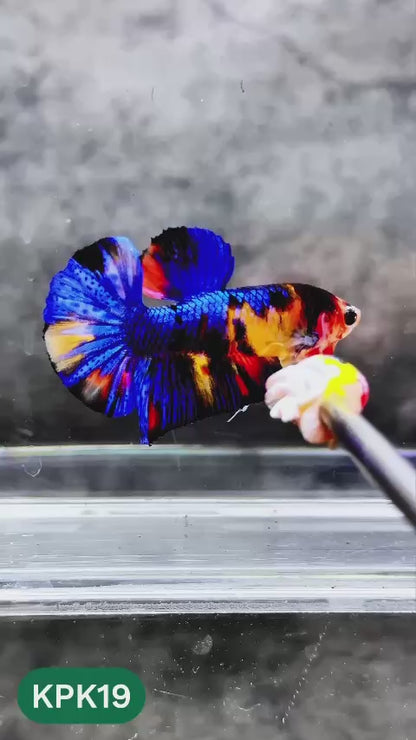 Multicolor Plakat Male Betta Fish |Show Grade|  You Pick Fish