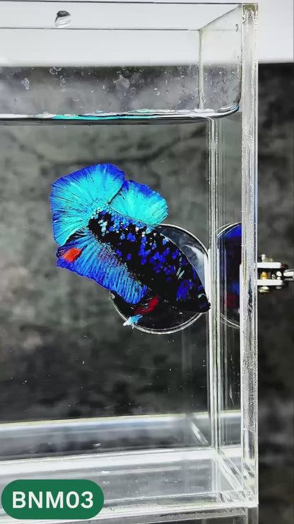 Dark Flame Hellfire Plakat Male Betta Fish | You Pick Fish | Rare Betta