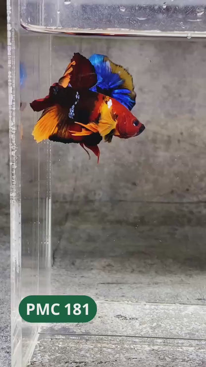 Multicolor Plakat Male Betta Fish |Show Grade|  You Pick Fish