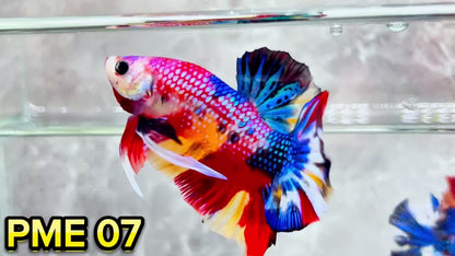 Metallic Plakat Betta Fish | You Pick Betta | Show Grade