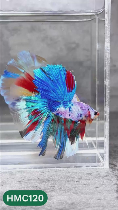 Multicolor Halfmoon Male Betta Fish | High Grade | Order Directly From Farm |  You Pick Fish |