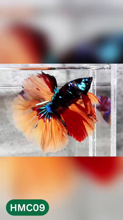 Multicolor Halfmoon Male Betta Fish | High Grade | Order Directly From Farm |  You Pick Fish |