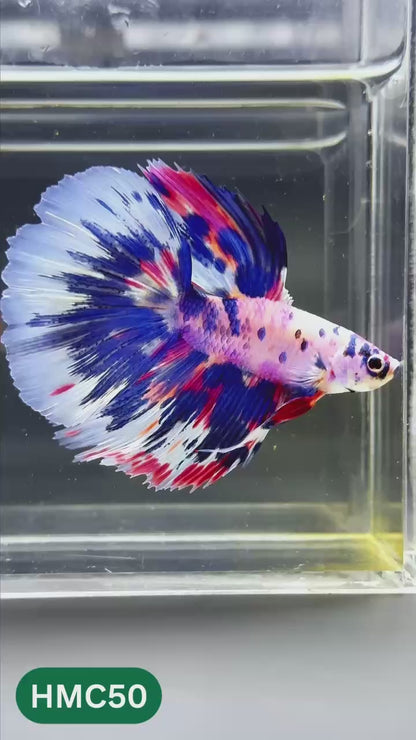 Multicolor Halfmoon Male Betta Fish | High Grade | Order Directly From Farm |  You Pick Fish |