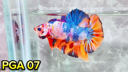 King Giant Plakat Male Betta Fish | You Pick Fish | High Grade