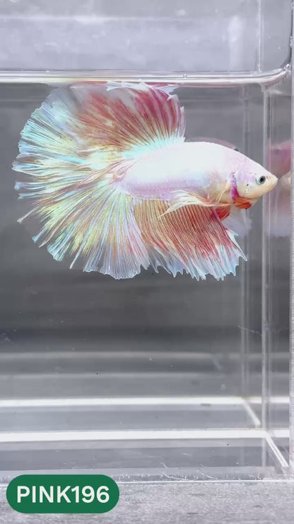 Pink Halfmoon Male Betta Fish | You Pick Fish | Order Directly From Farm