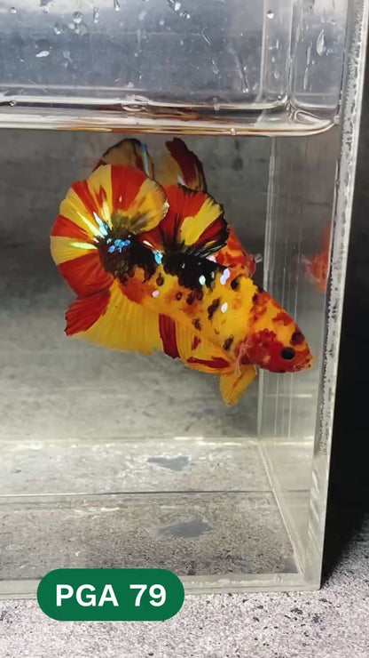 King Giant Plakat Male Betta Fish | You Pick Fish | High Grade