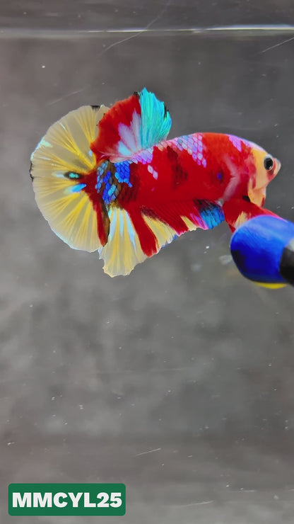 Multicolor Yellow Base Plakat Male Betta Fish | Order Directly From Farm|  You Pick Fish