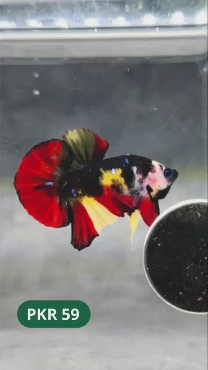 Multicolor Yellow Base Plakat Male Betta Fish | Order Directly From Farm |  You Pick Fish