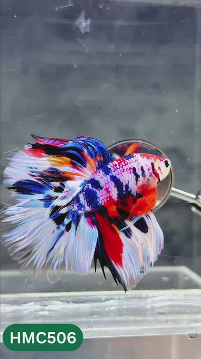 Nemo Halfmoon Male Betta Fish | Order Directly From Farm | You Pick Fish